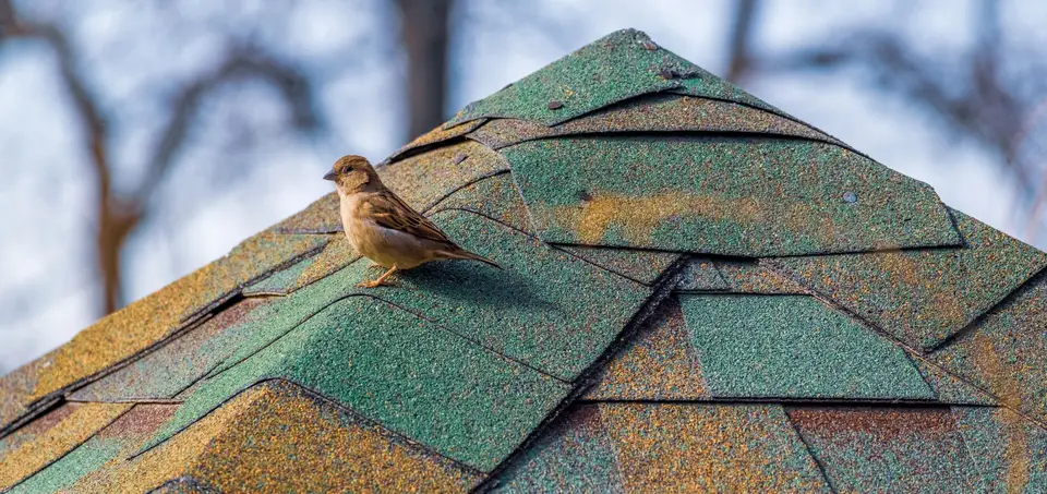 Green architectural shingles on a roof peak